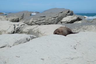 Kaikoura (Jour 1)