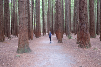 Redwood Forest